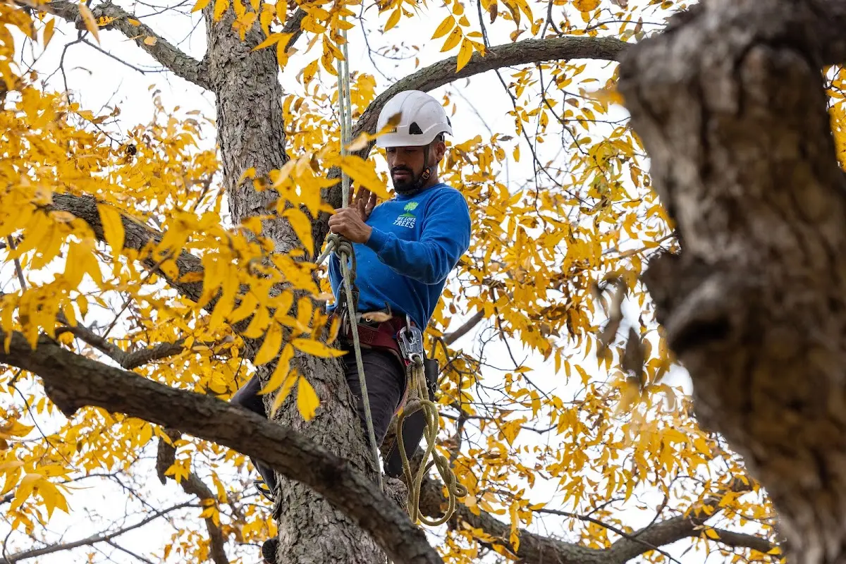Skilled Tree Trimming crew working in Newry